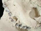 Partial Oreodont (Merycoidodon) Skull - Nice Display #15722-1